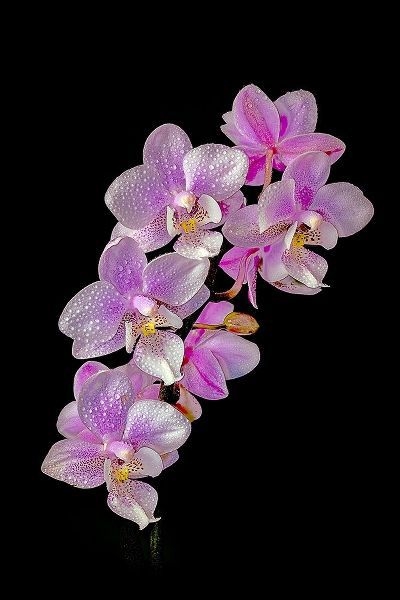 Colorado-Ft Collins Wet phalaenopsis orchids